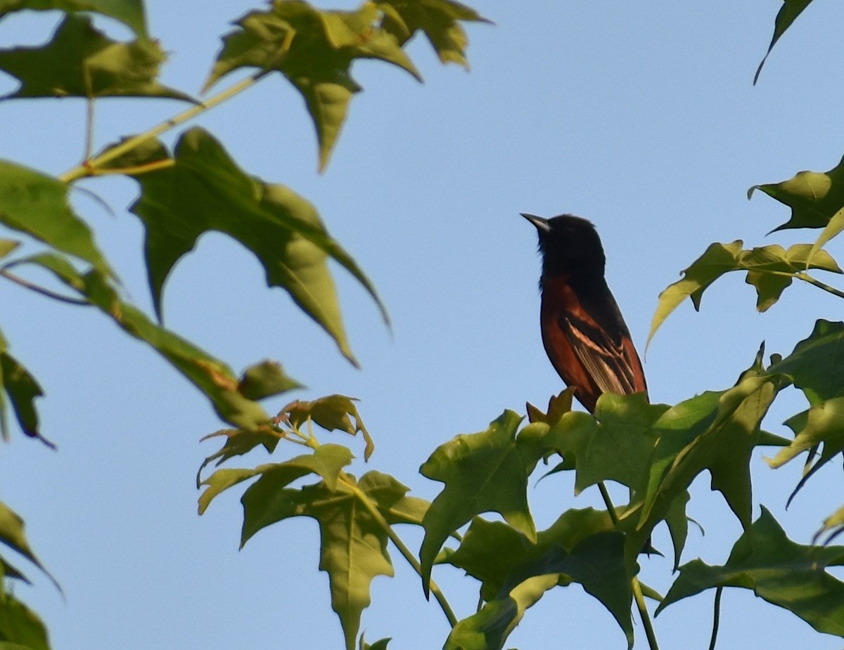 Orchard Oriole - ML619810796