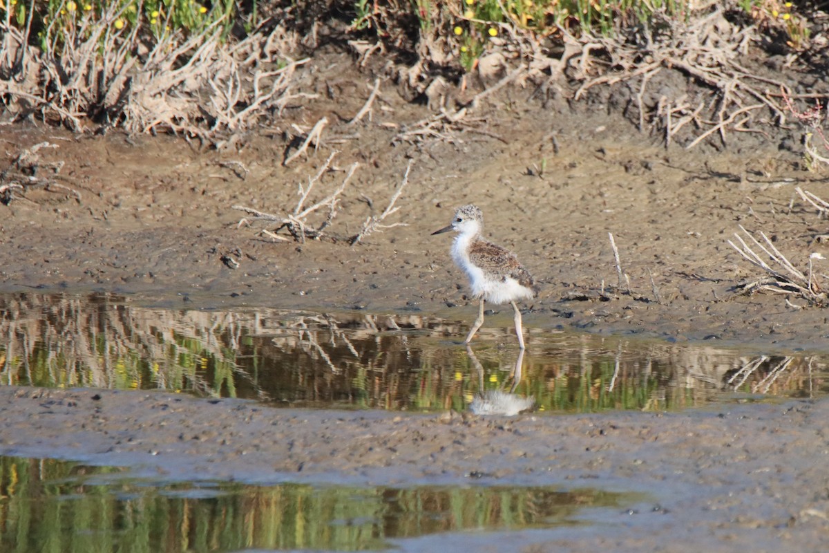 Black-necked Stilt - ML619810797