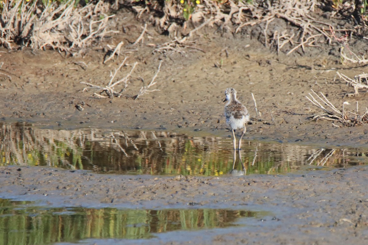 Cigüeñuela Cuellinegra - ML619810798