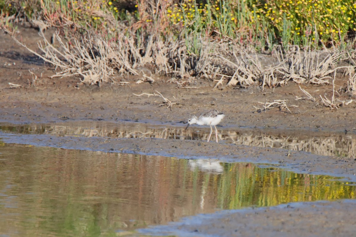 Black-necked Stilt - ML619810799