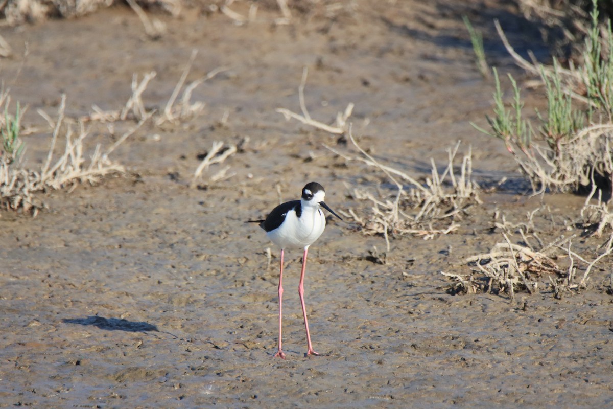 Black-necked Stilt - Vicky Atkinson