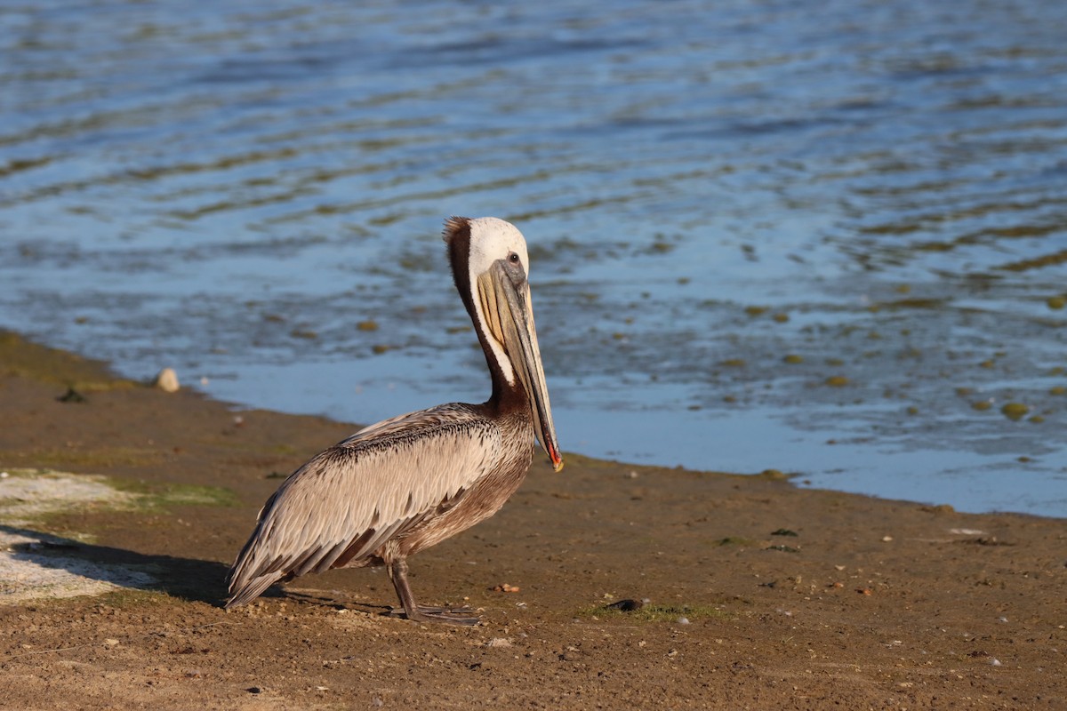 Brown Pelican - ML619810810