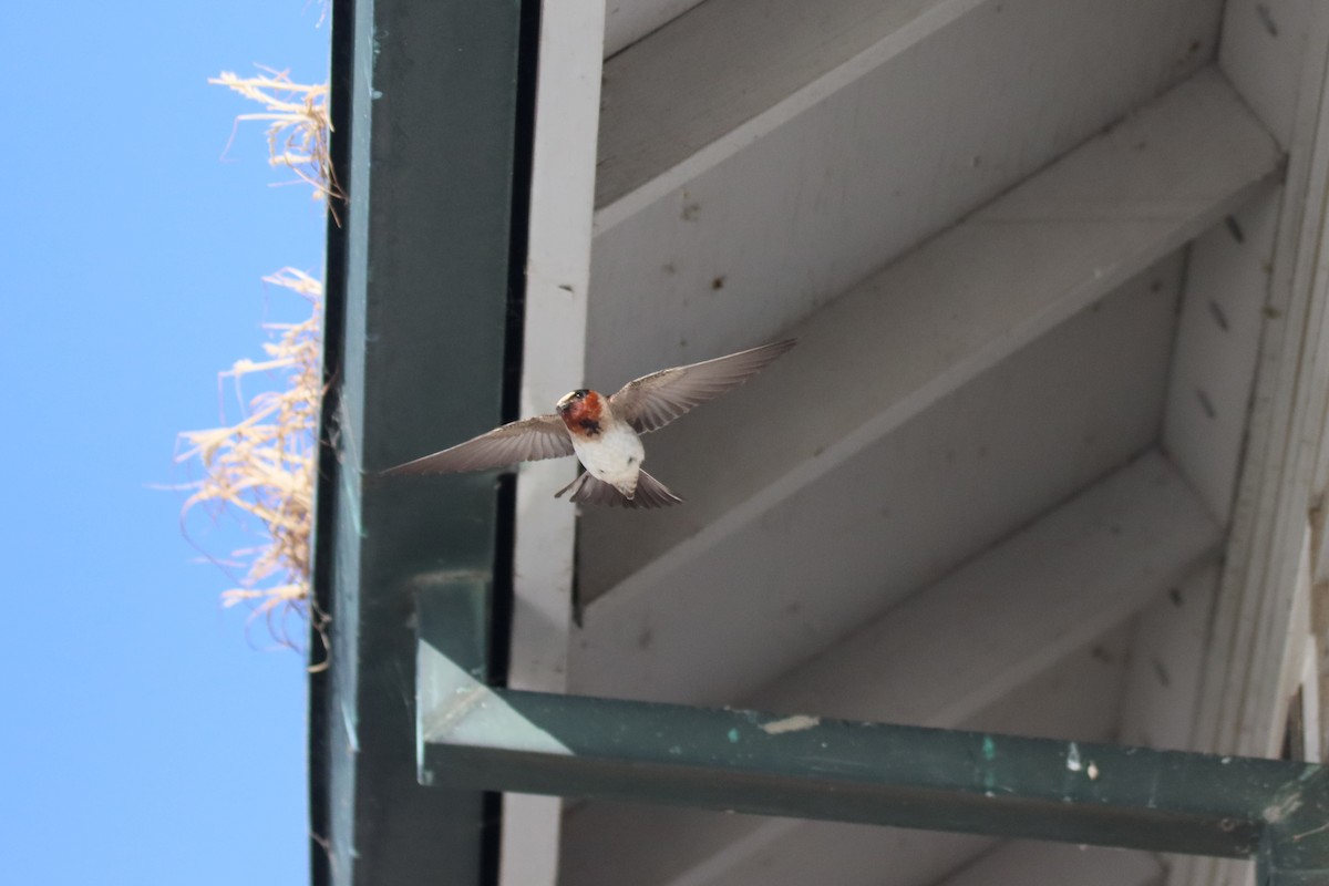 Cliff Swallow - ML619810823