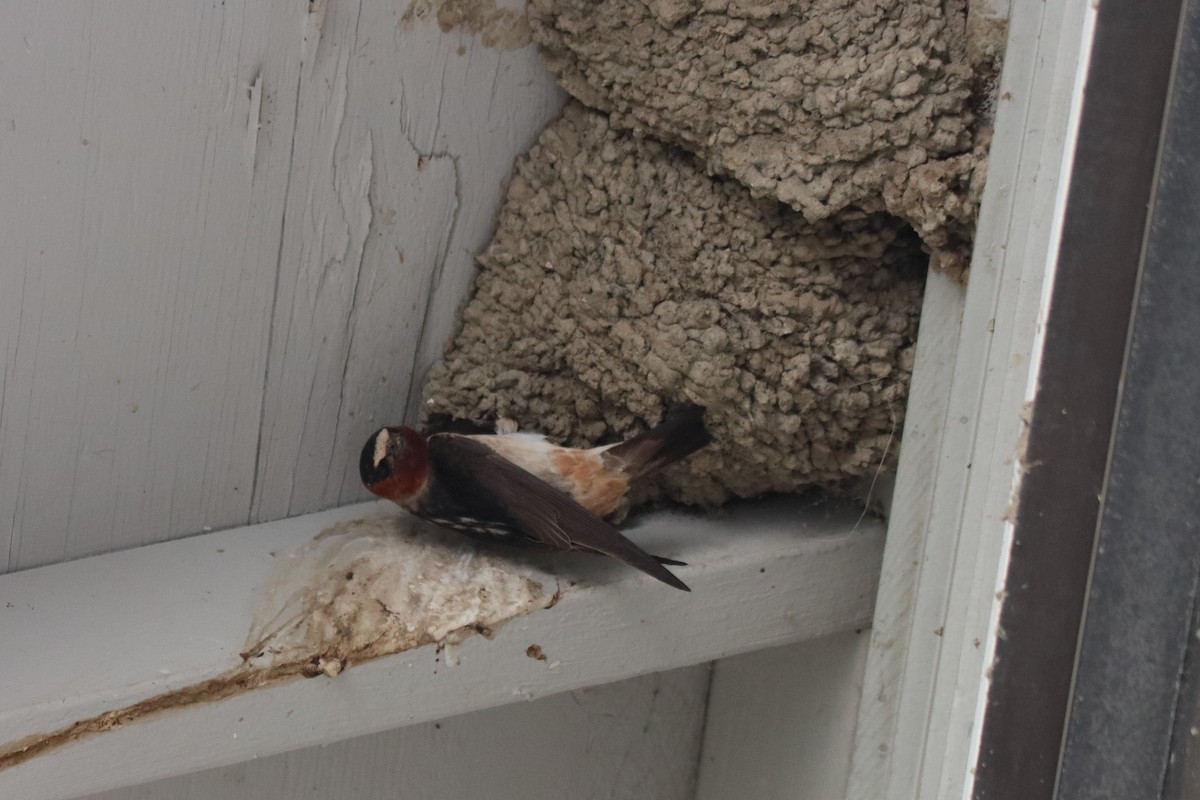 Cliff Swallow - ML619810824