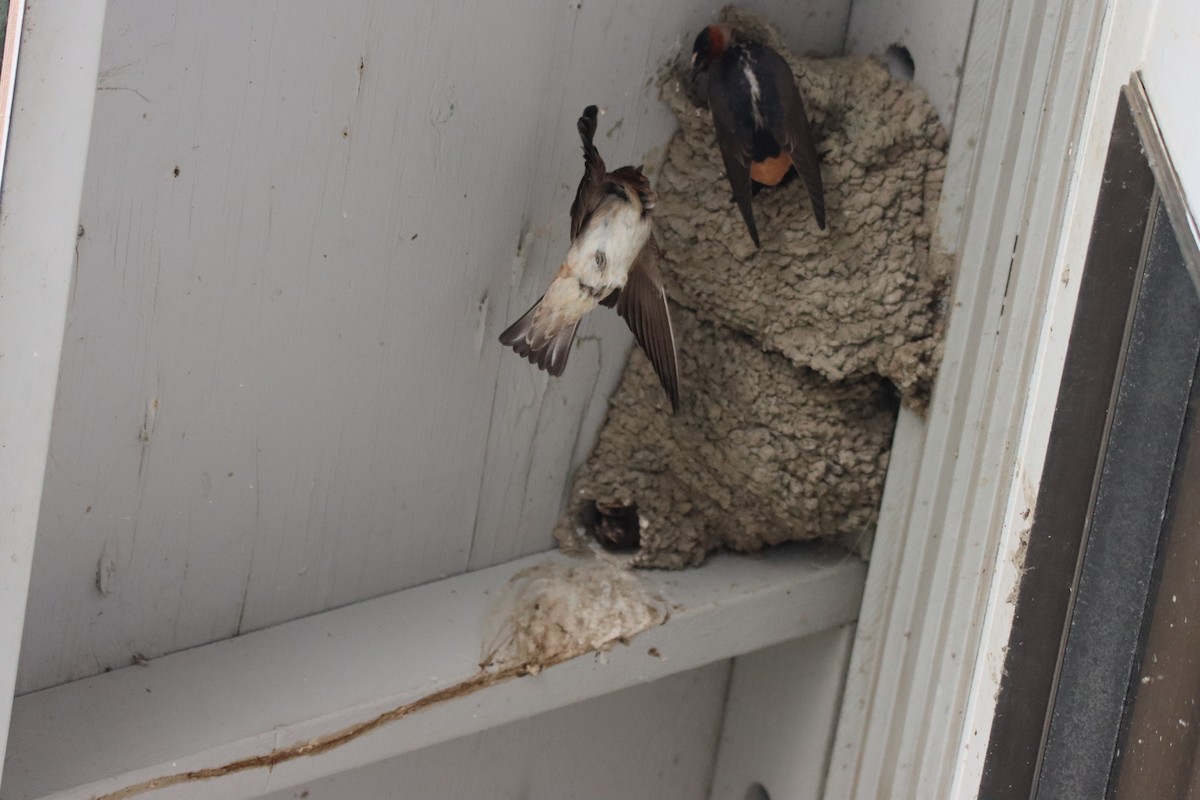 Cliff Swallow - ML619810825