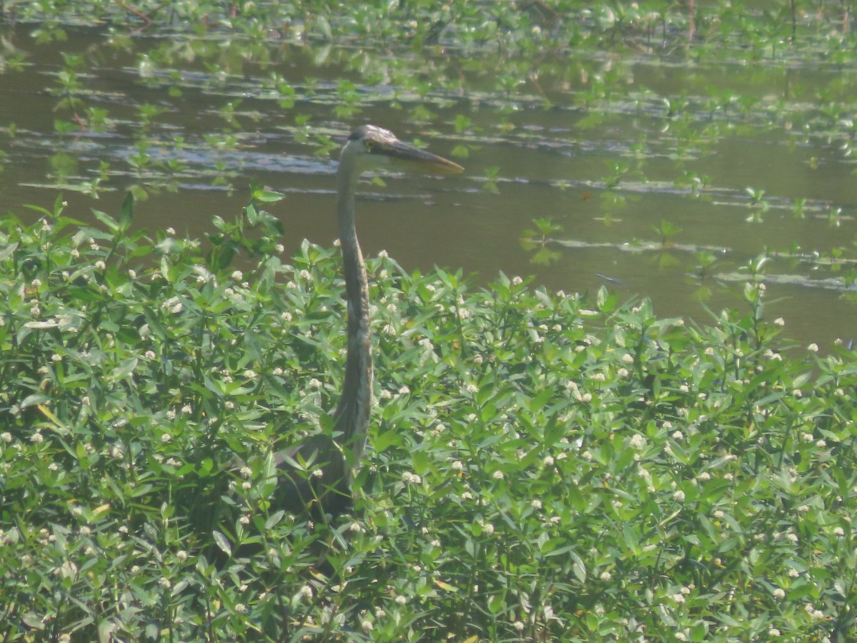 Great Blue Heron - ML619810842