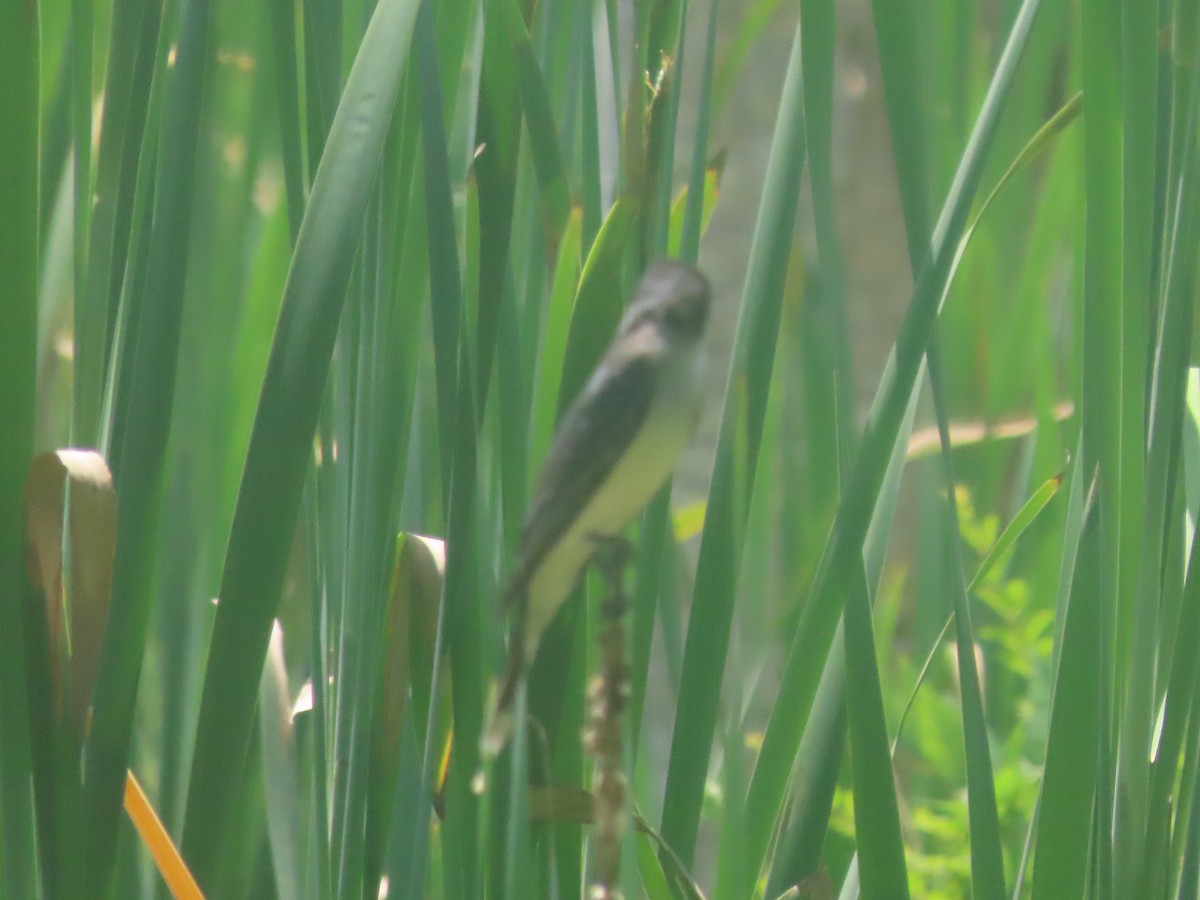 Eastern Kingbird - ML619810856