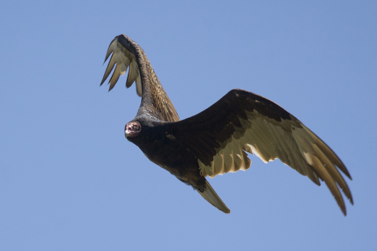 Turkey Vulture - ML619810860