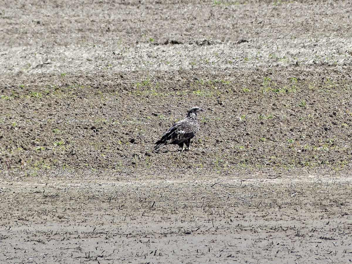 Weißkopf-Seeadler - ML619810875