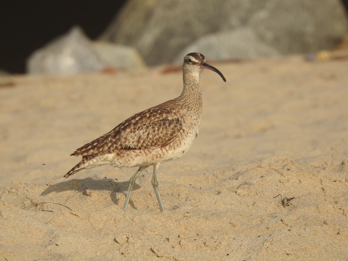 Whimbrel - Layton Pace