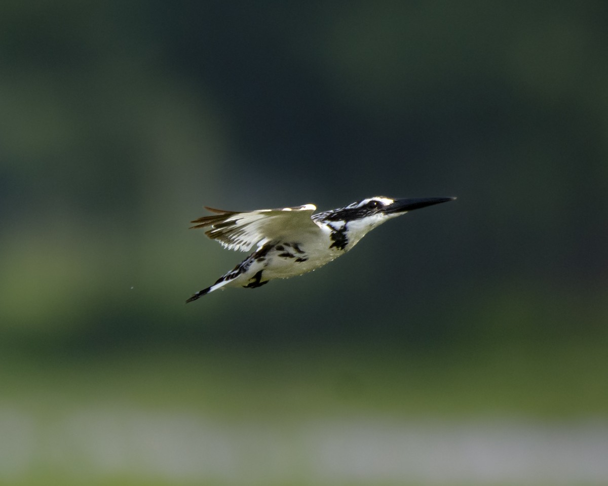 Pied Kingfisher - ML619810927