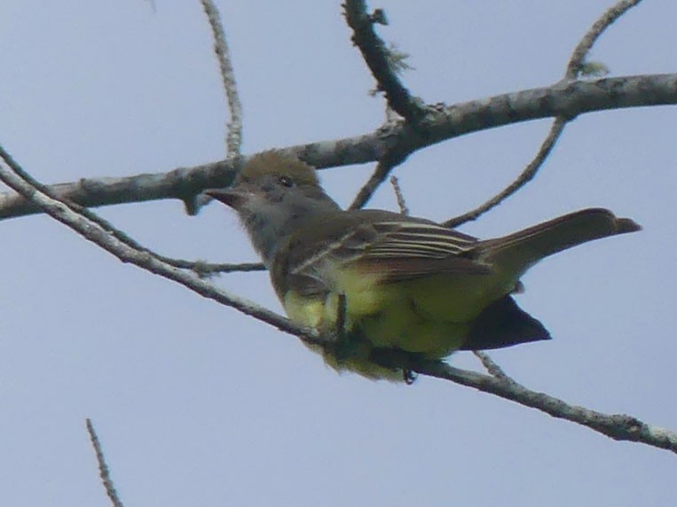 Great Crested Flycatcher - ML619810928