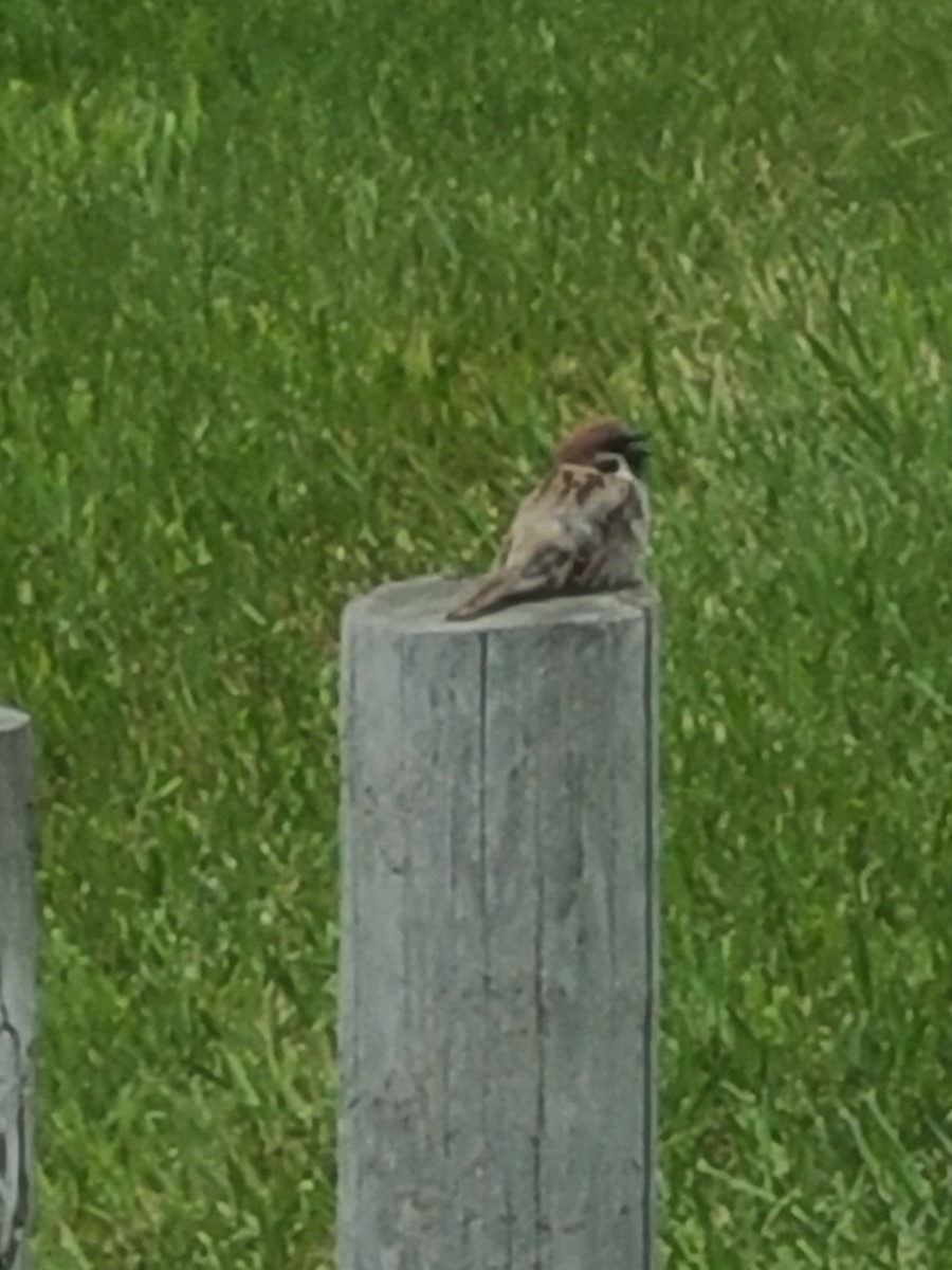 Eurasian Tree Sparrow - ML619810931