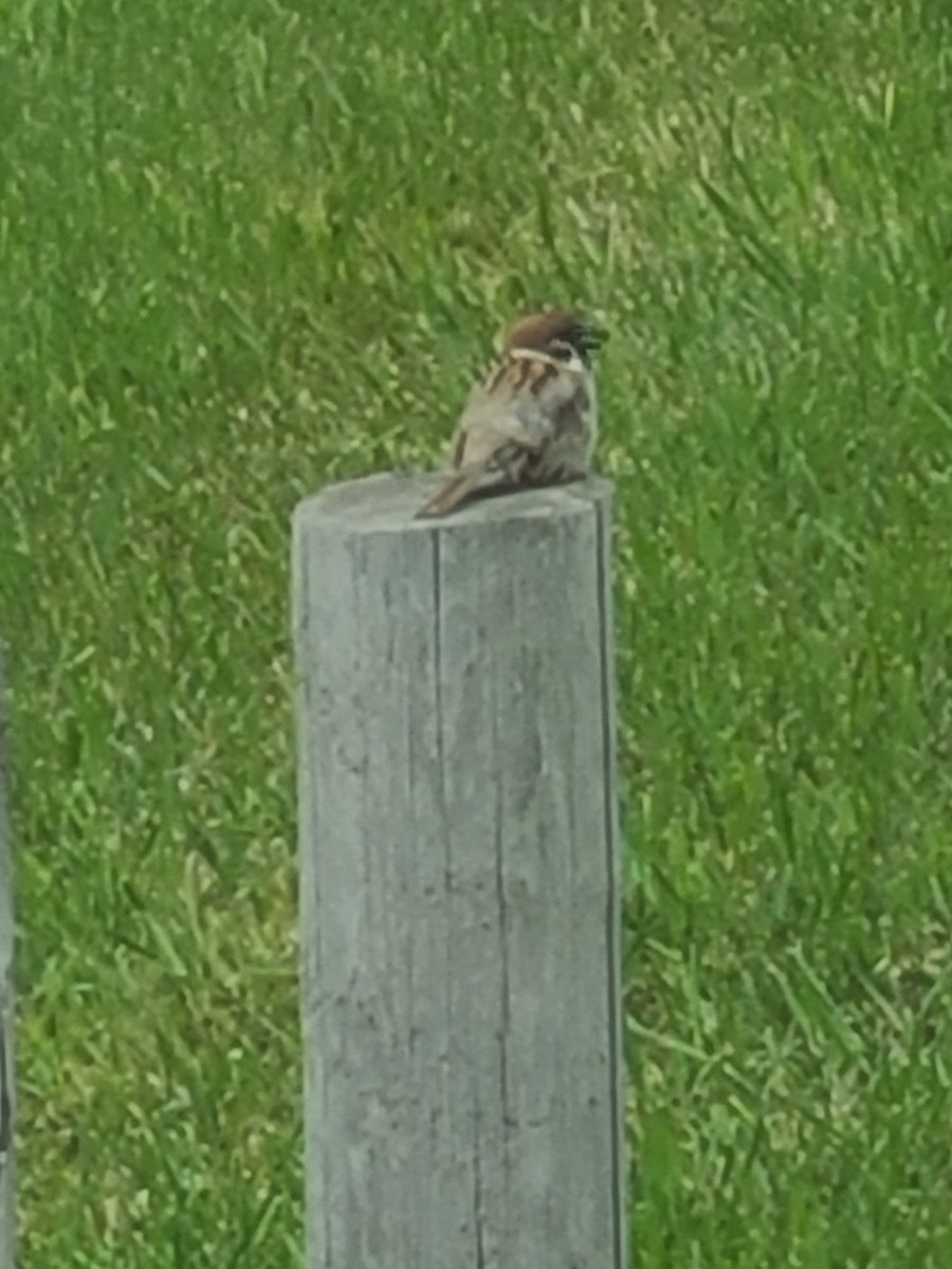 Eurasian Tree Sparrow - Monica Potter