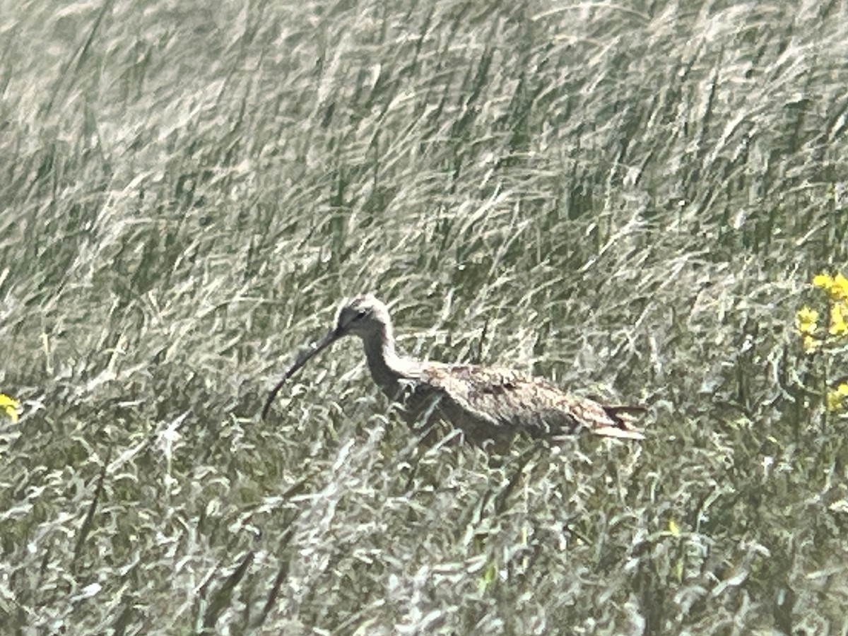 Long-billed Curlew - ML619810948