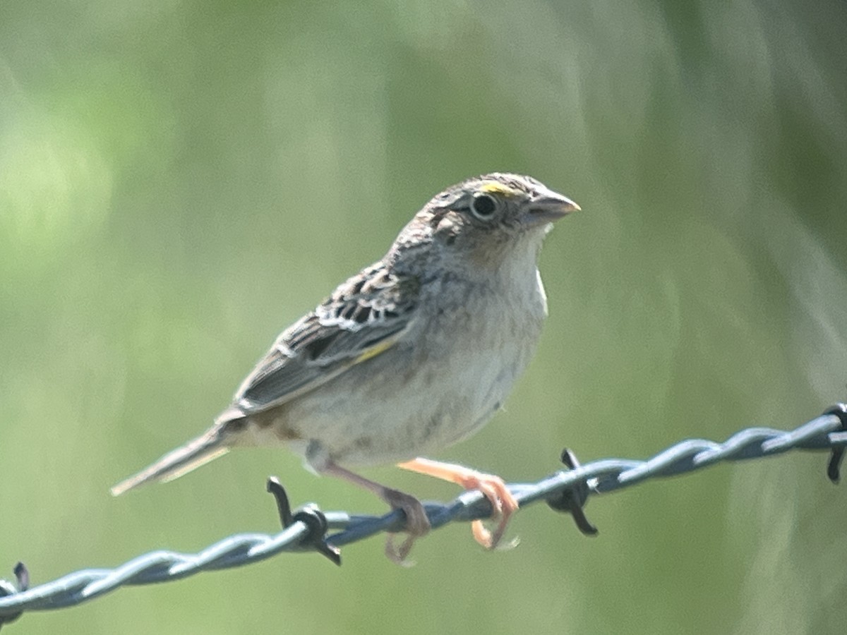 Grasshopper Sparrow - ML619810953