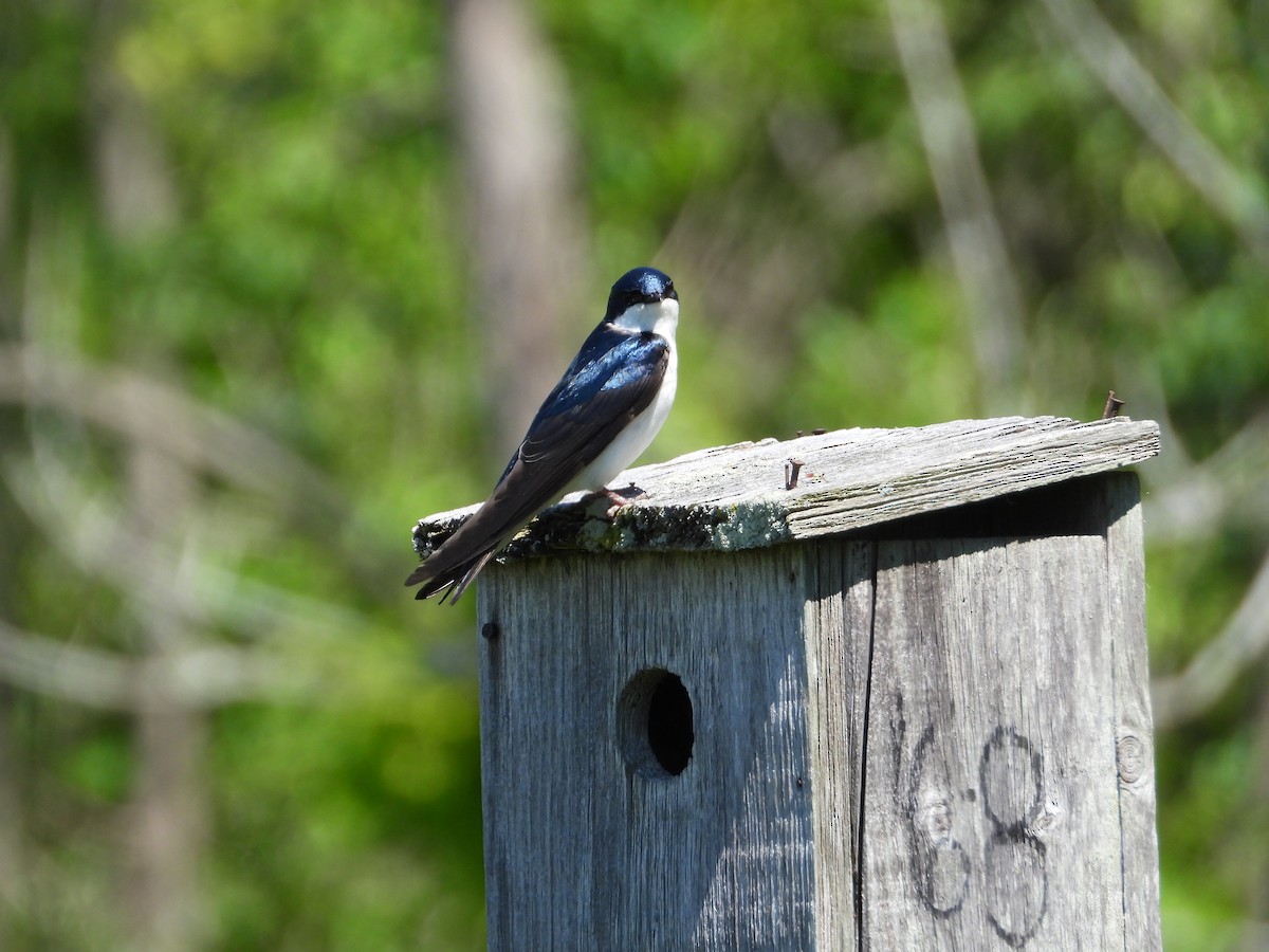 Tree Swallow - ML619810955