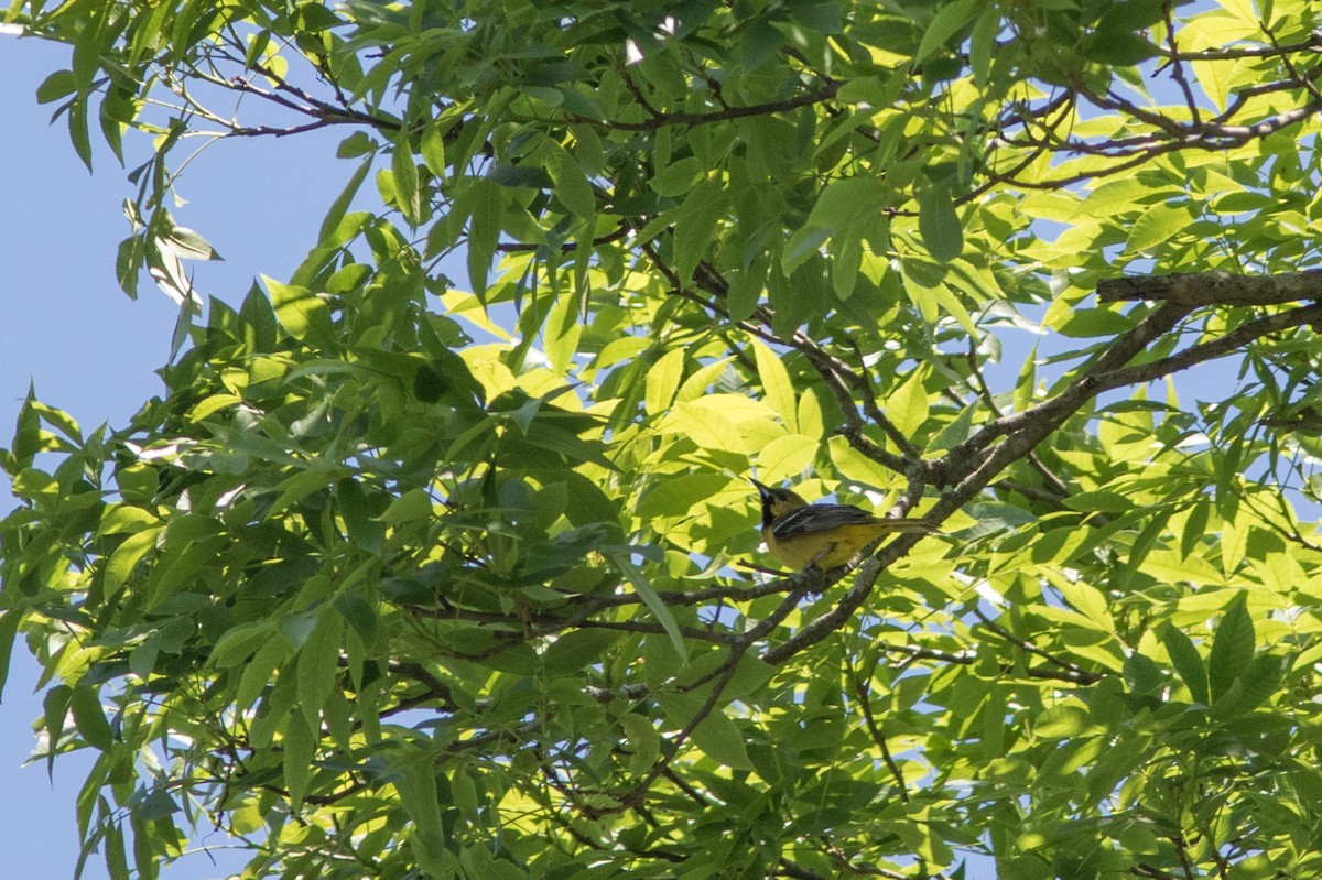 Orchard Oriole - ML619810956