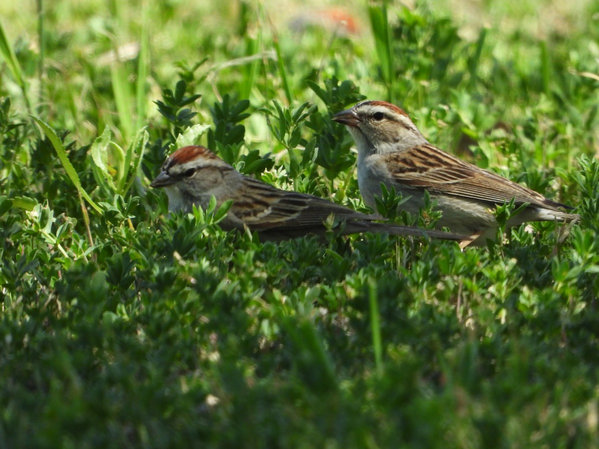 Chipping Sparrow - ML619810958