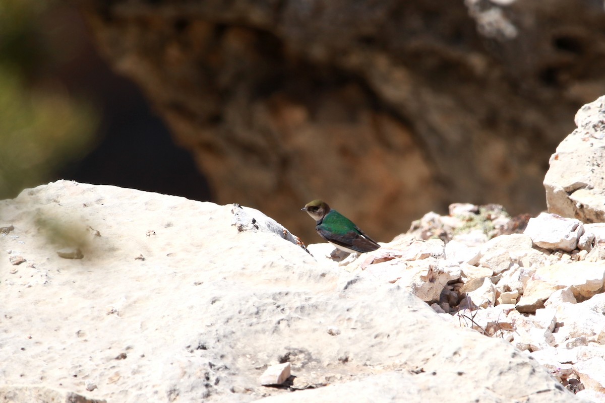 Violet-green Swallow - ML619810967