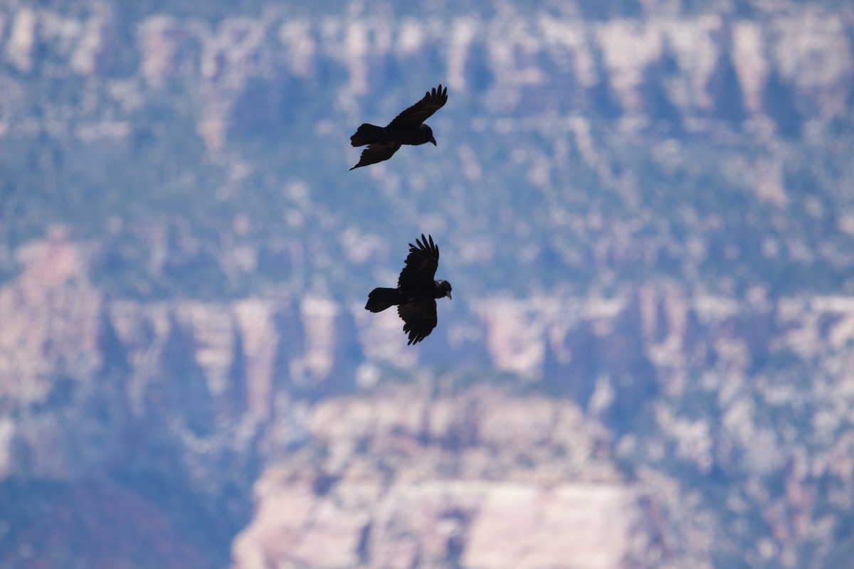 Common Raven - ML619810970