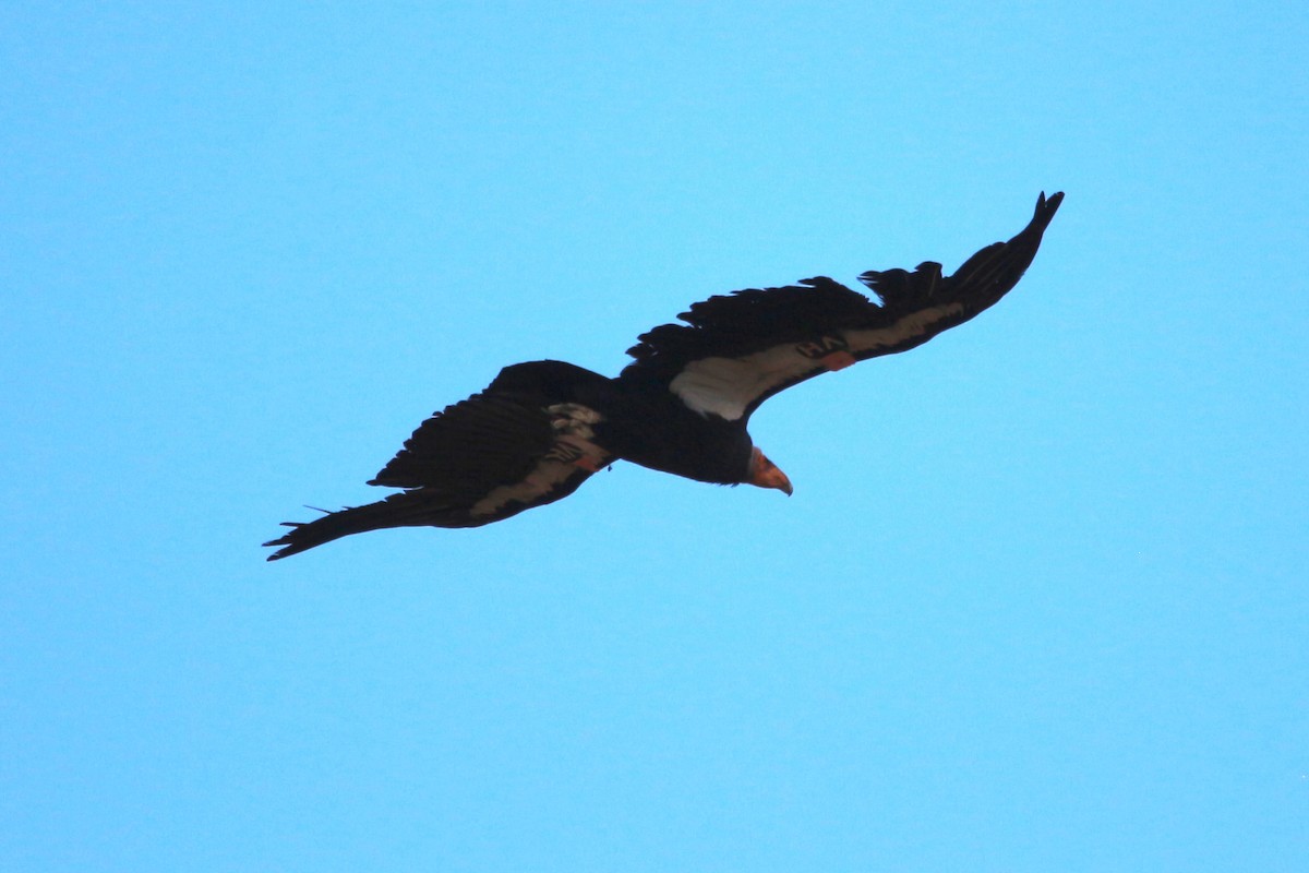 California Condor - ML619810971
