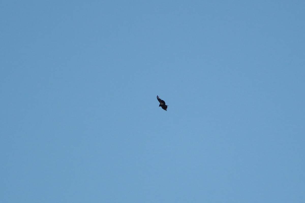 Condor de Californie - ML619810974
