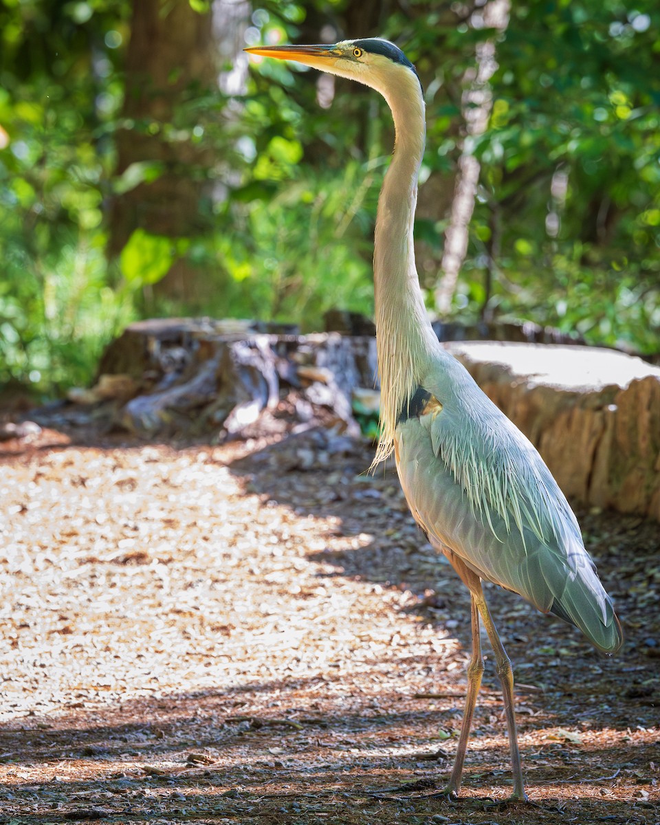 Great Blue Heron - ML619810976