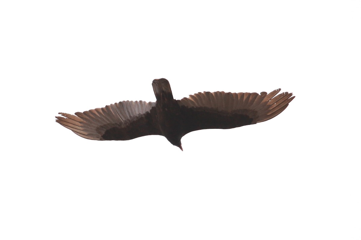 Turkey Vulture - ML619810979