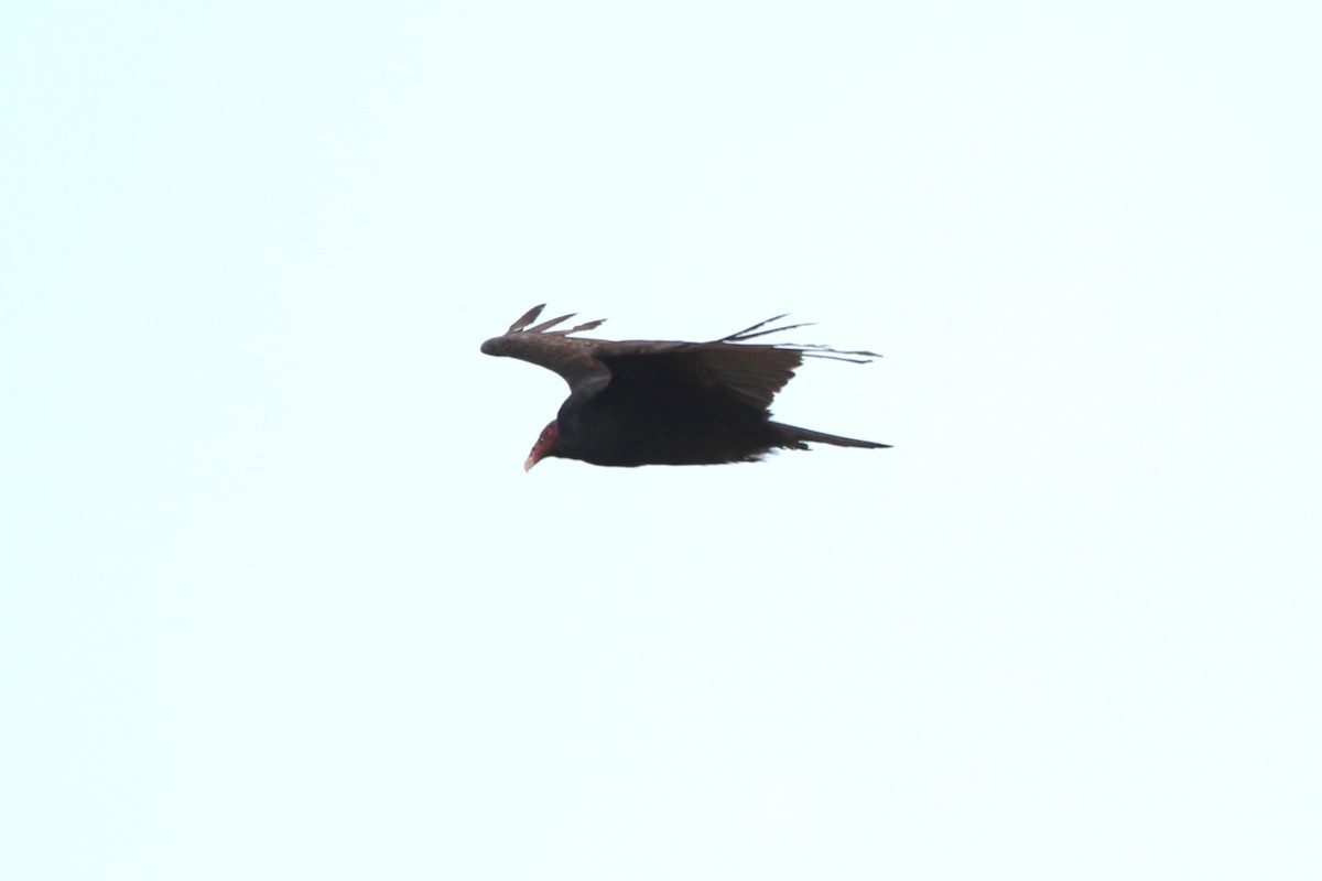 Turkey Vulture - ML619810980
