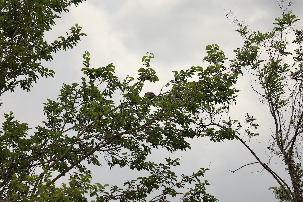 Common Wood-Pigeon - ML619810982