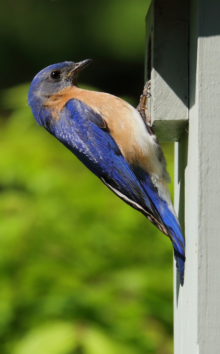 Eastern Bluebird - ML619810990