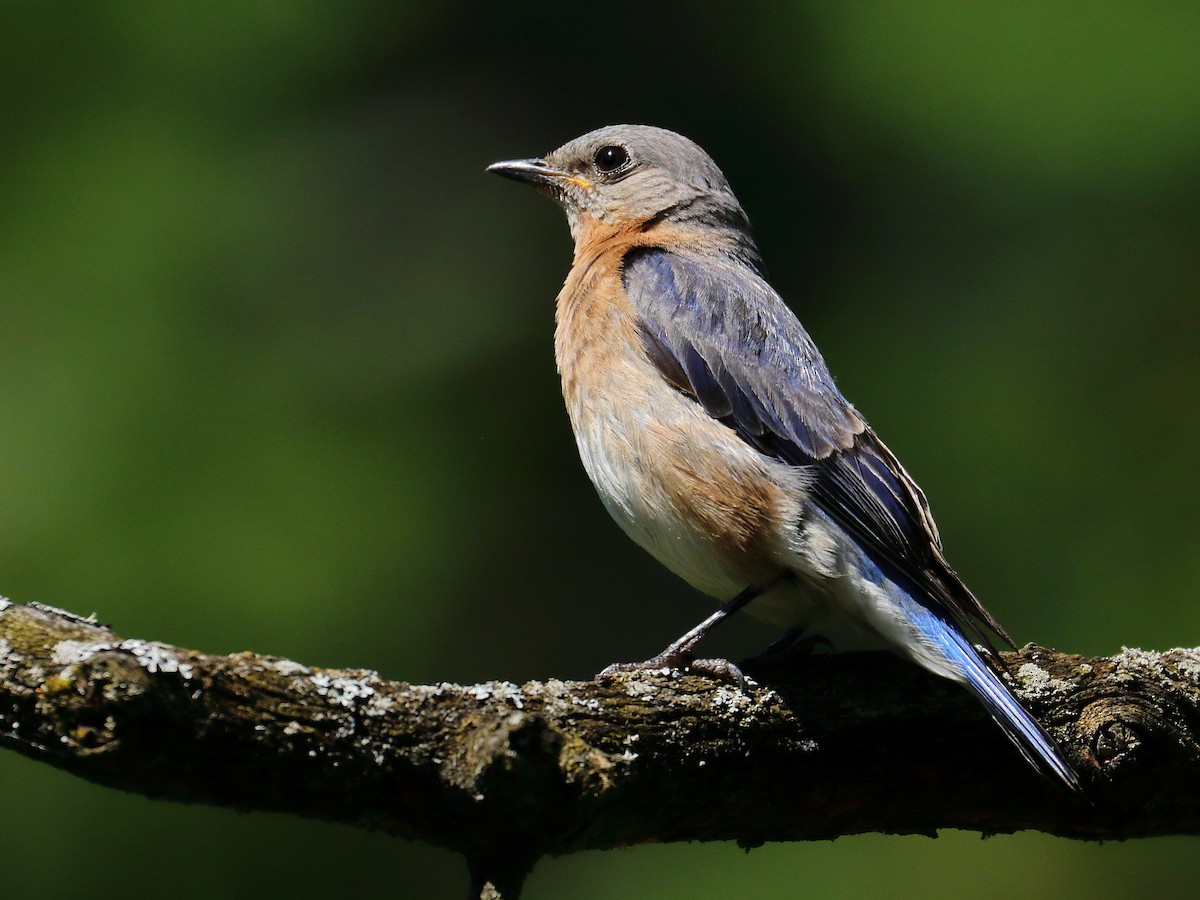 Eastern Bluebird - ML619810991