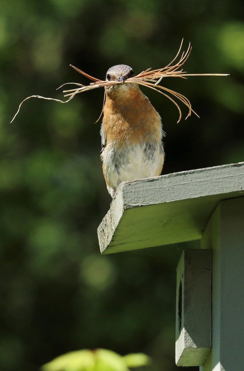 Eastern Bluebird - ML619810992