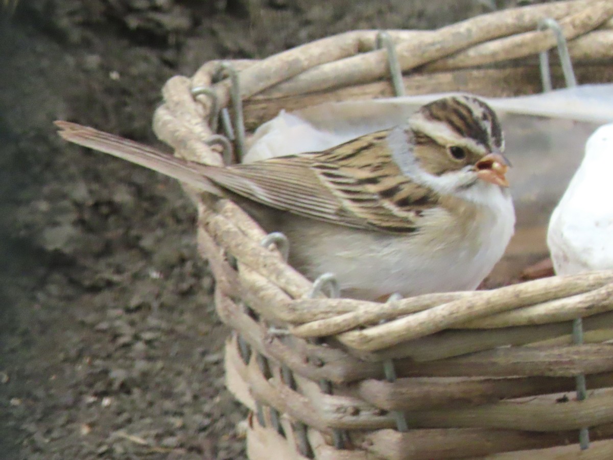 Clay-colored Sparrow - ML619810994