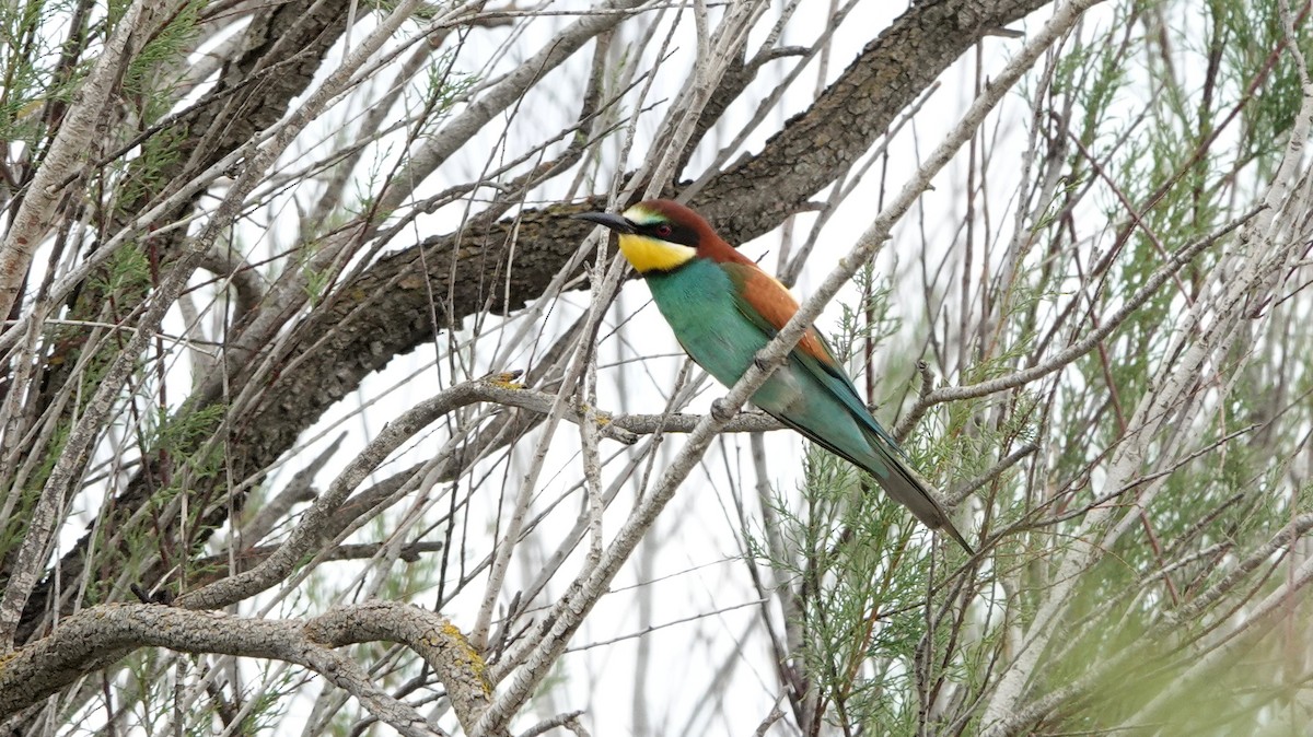European Bee-eater - ML619810997