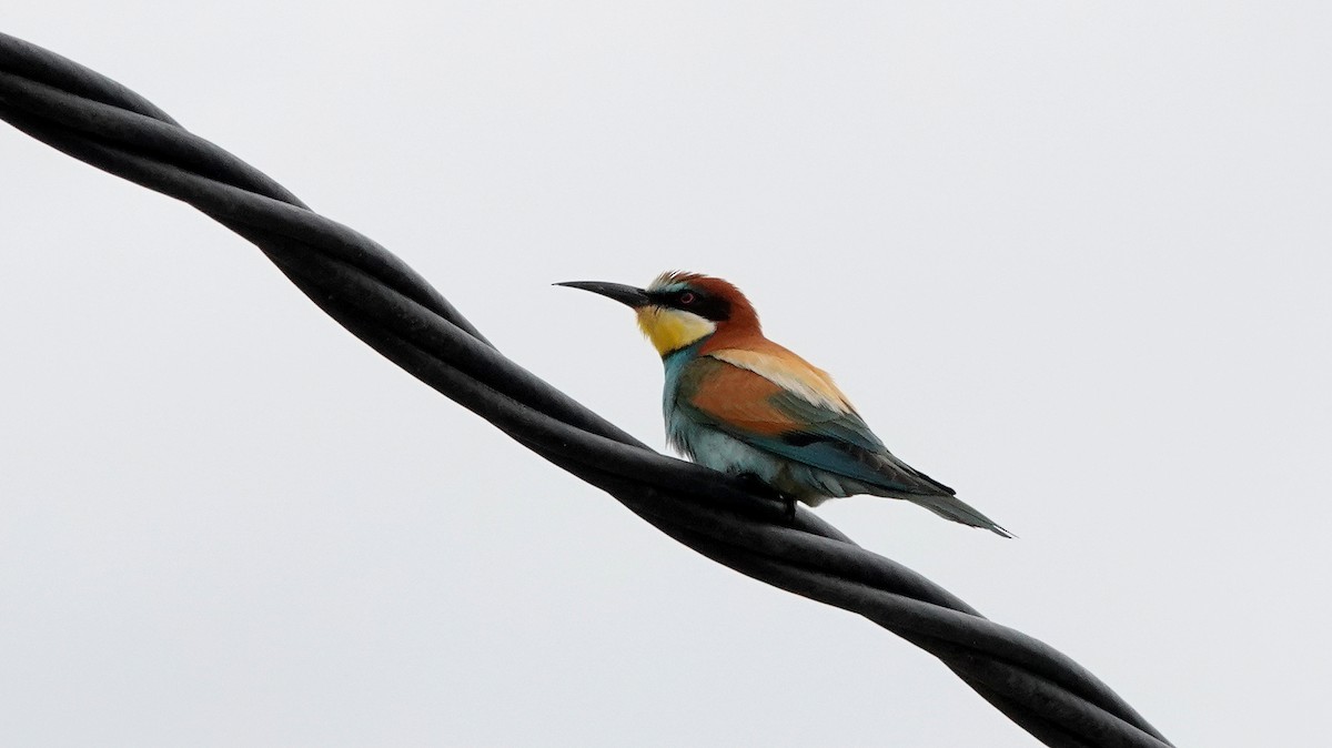 European Bee-eater - ML619810998