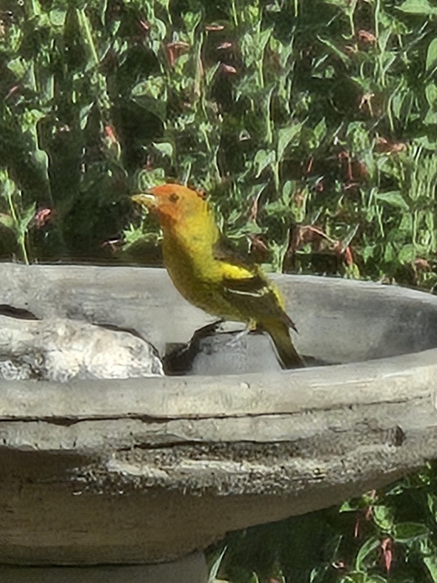 Western Tanager - ML619811012