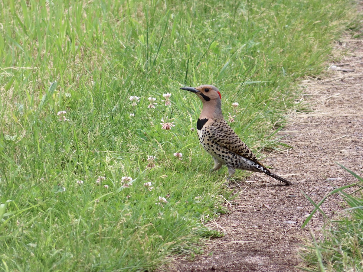 Northern Flicker (Yellow-shafted) - ML619811014