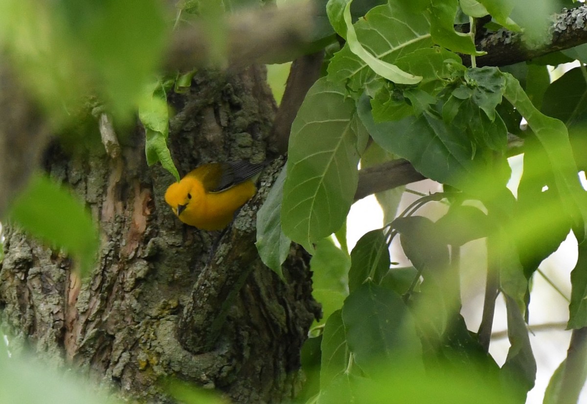 Prothonotary Warbler - ML619811017