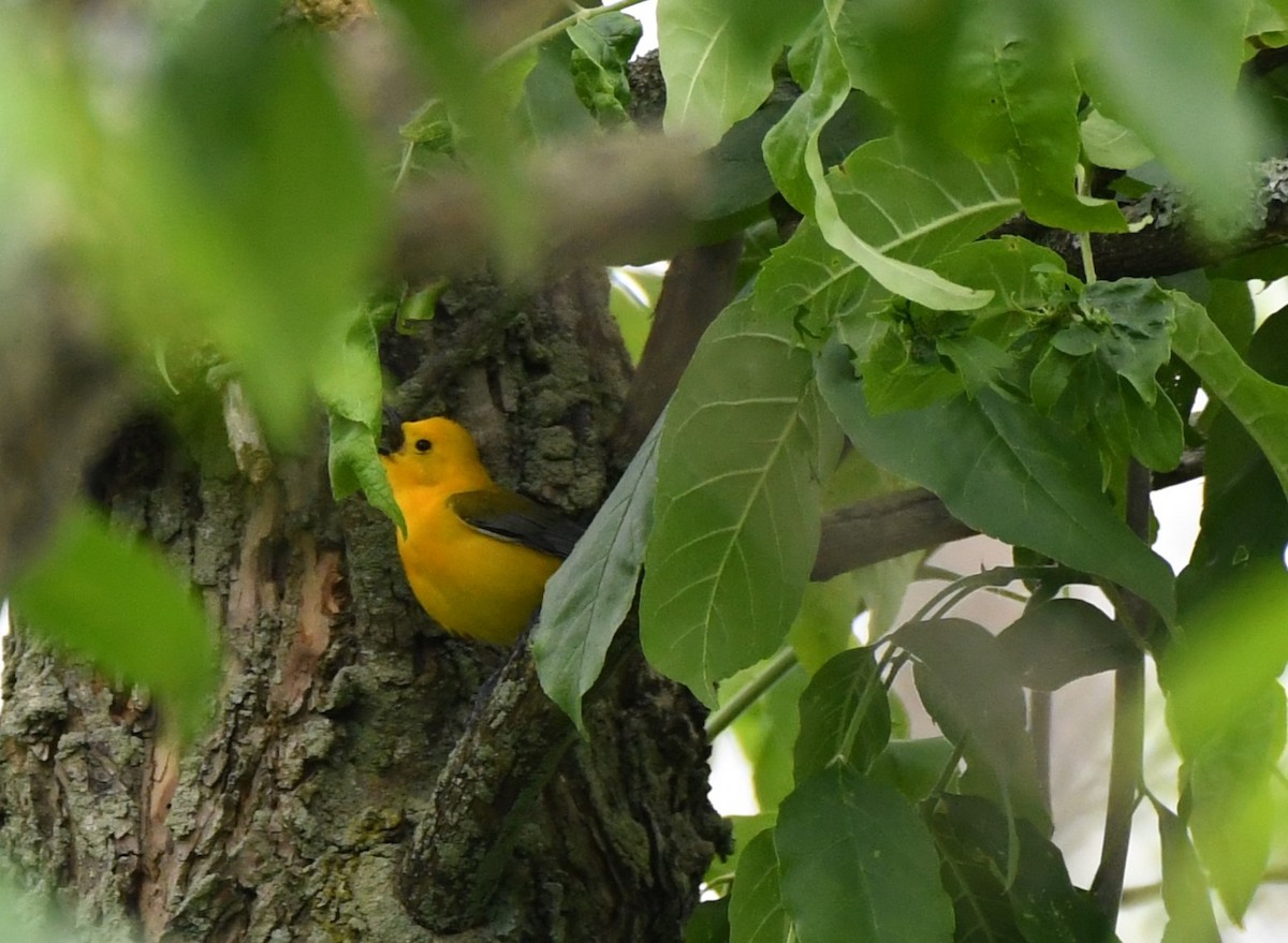 Prothonotary Warbler - ML619811018