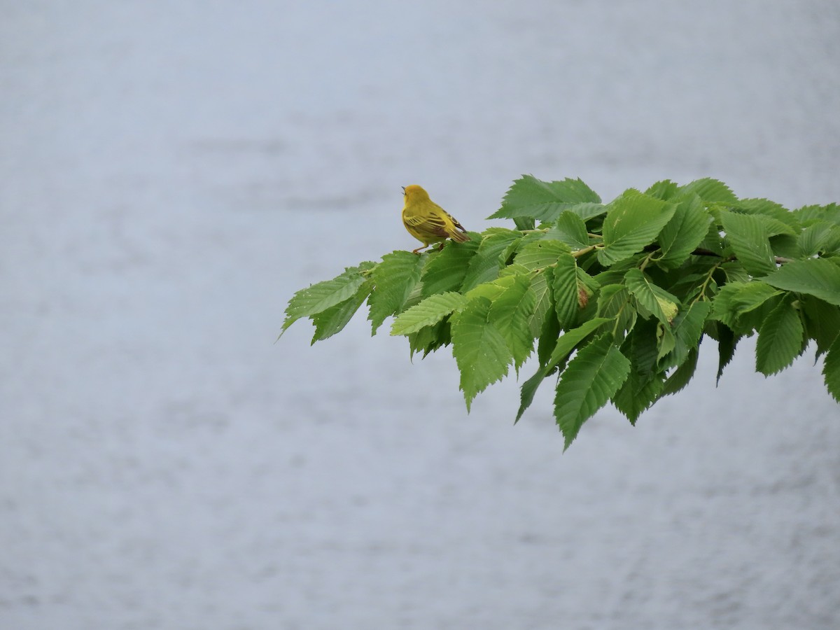 Yellow Warbler - ML619811022
