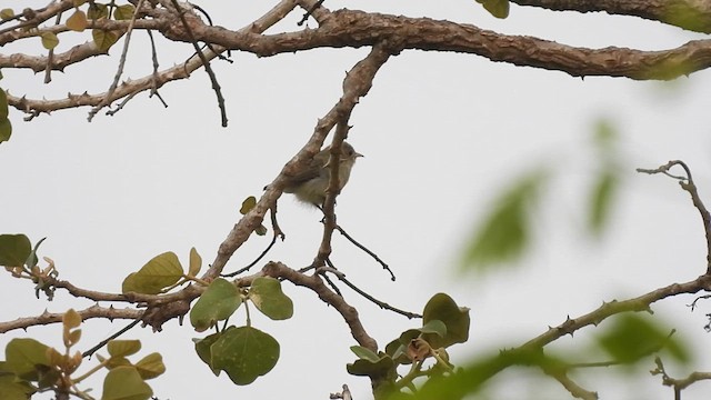 Pale-billed Flowerpecker - ML619811023