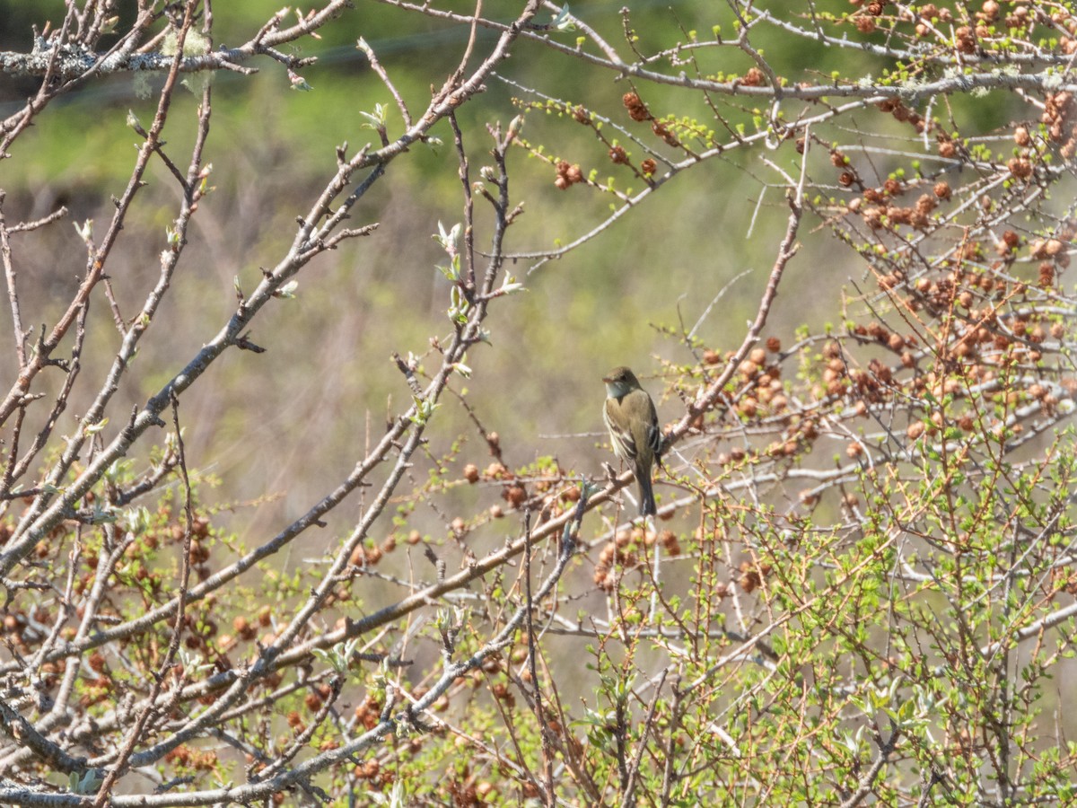 Alder Flycatcher - ML619811025