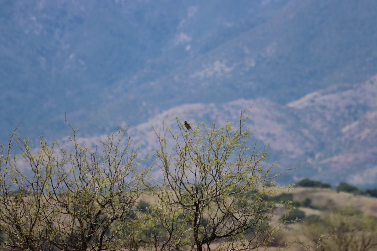 Chihuahuan Meadowlark - ML619811030
