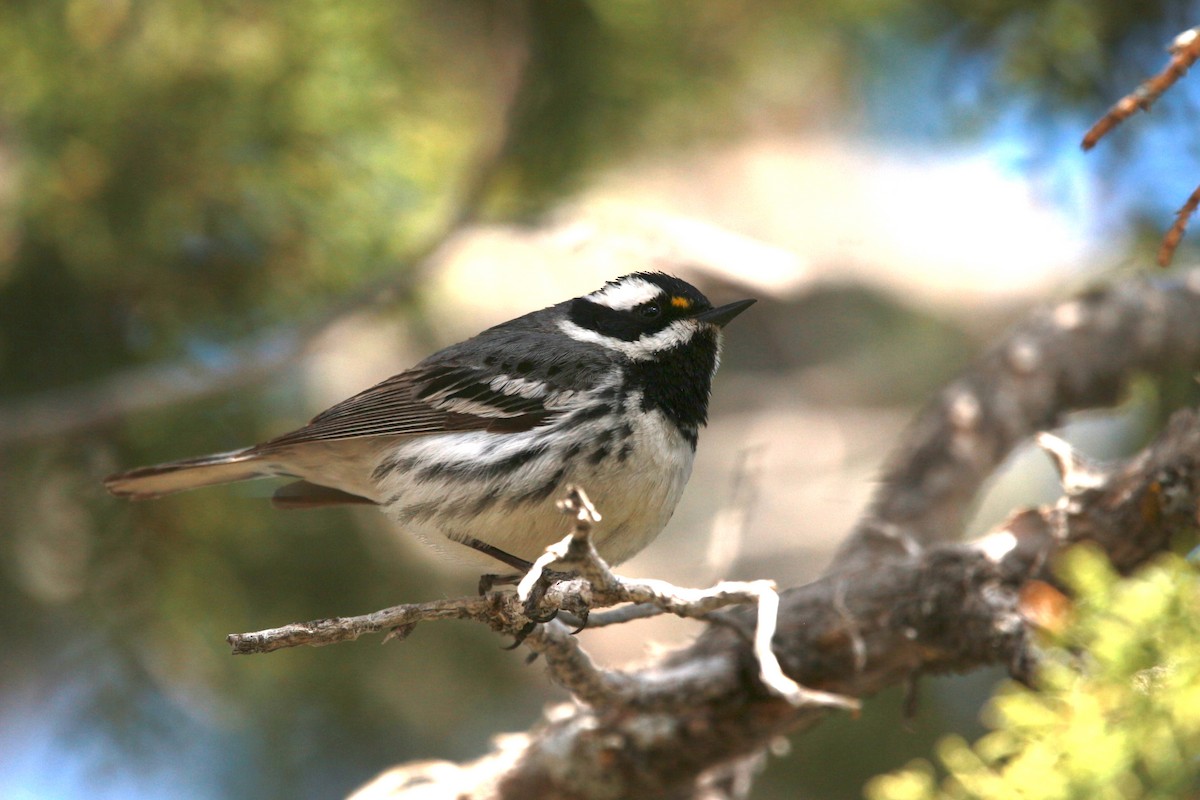 Black-throated Gray Warbler - ML619811045