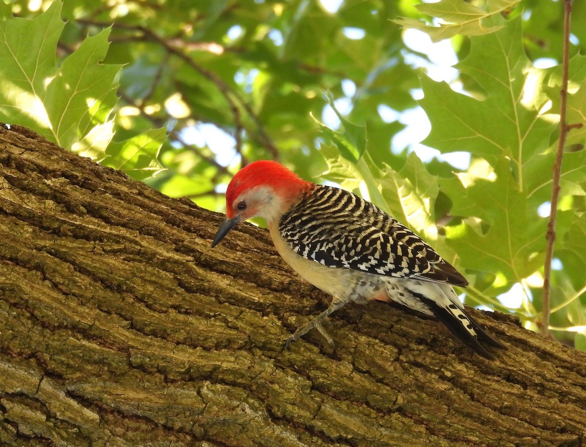 Red-bellied Woodpecker - ML619811052