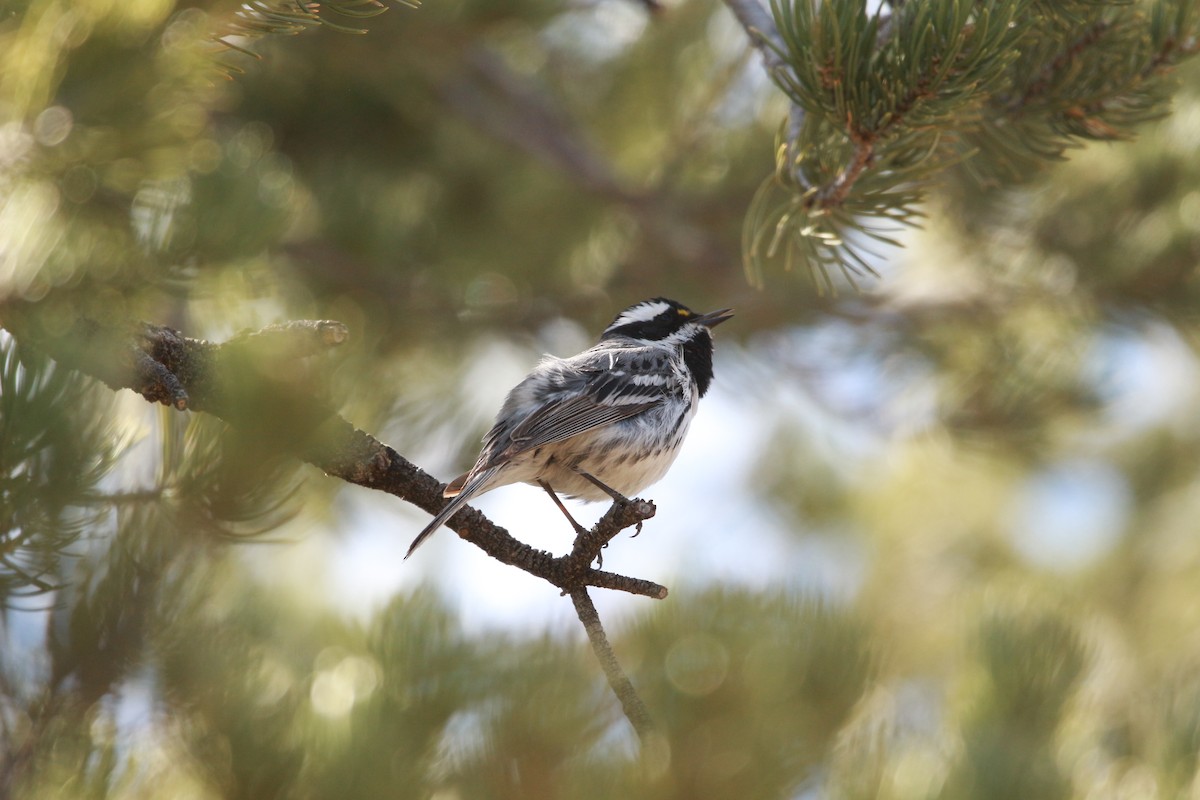 Black-throated Gray Warbler - Jesse Pline