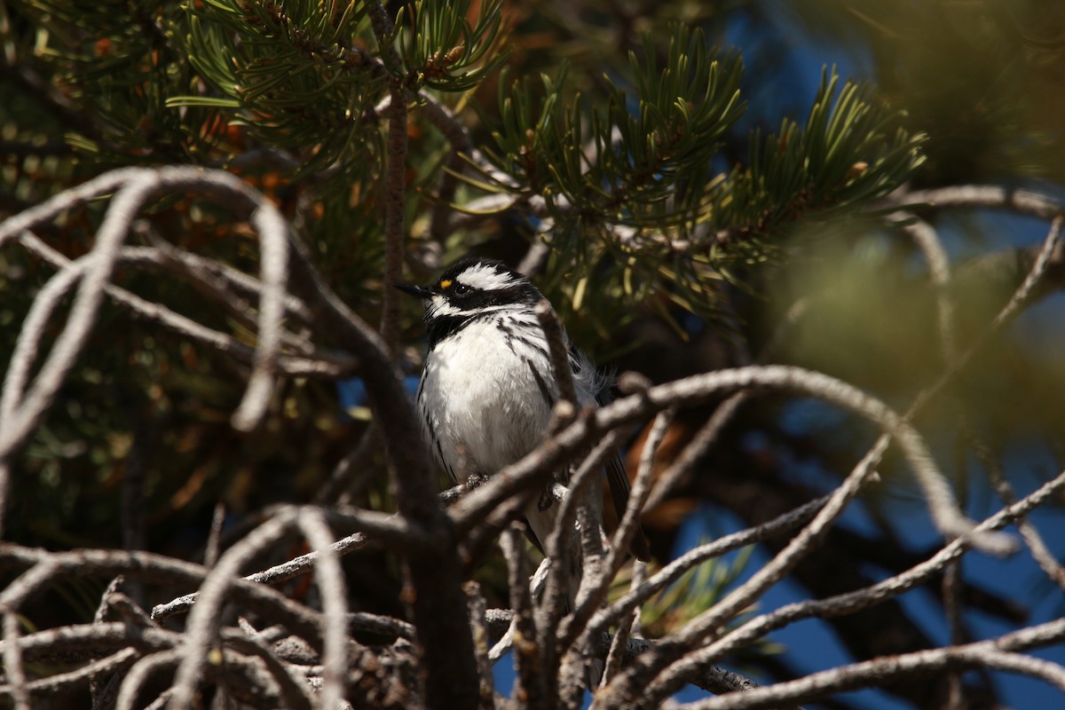 Black-throated Gray Warbler - ML619811060