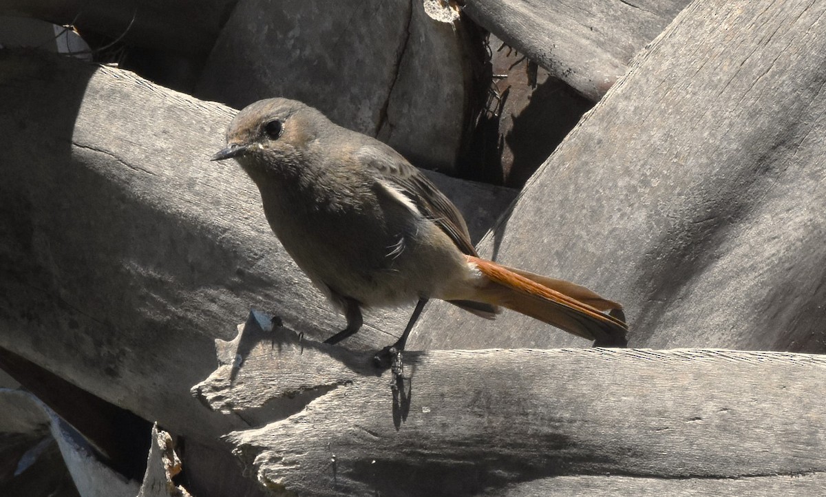 Black Redstart (Western) - ML619811063